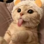 images 4